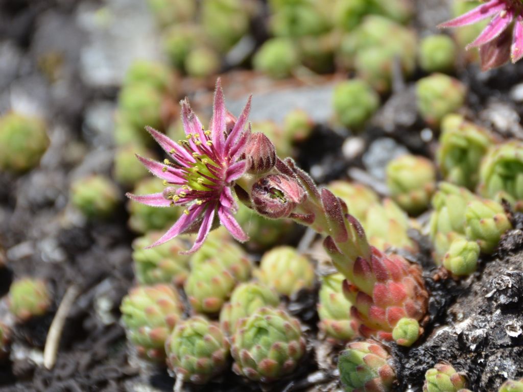 Sempervivum montanum / Semprevivo montano